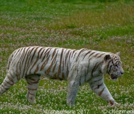 DSC 6557 DxO-1